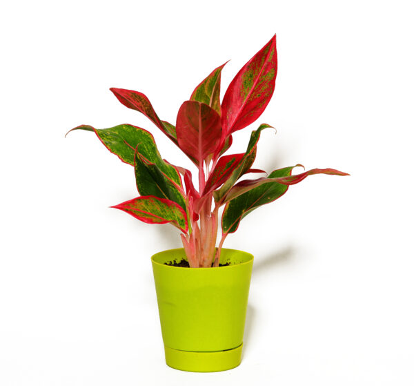 Aglaonema Red Plant