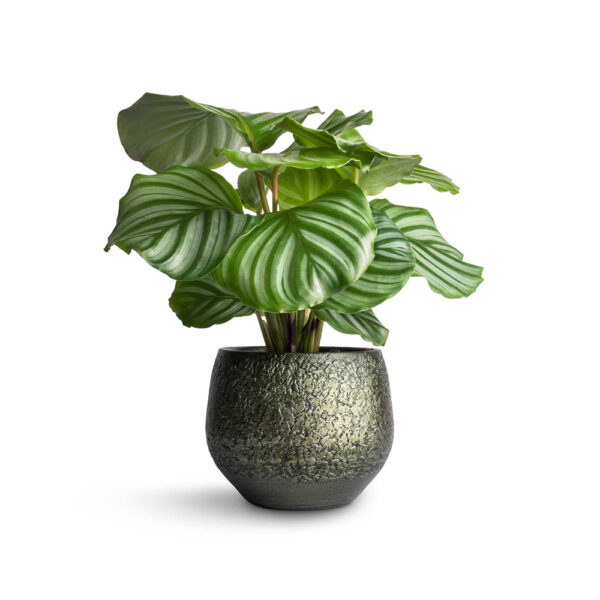 ExoticRarePlants Calathea Orbifolia Ornamental Rare Plant