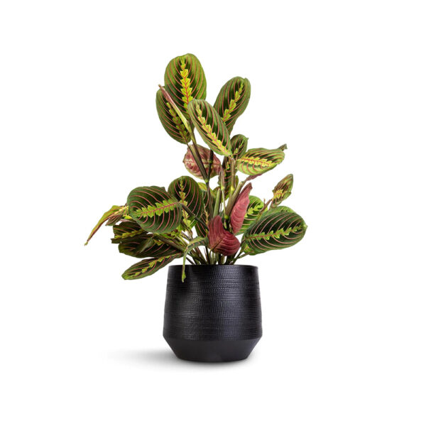 Thorsen’s Greenhouse Red Prayer Plant