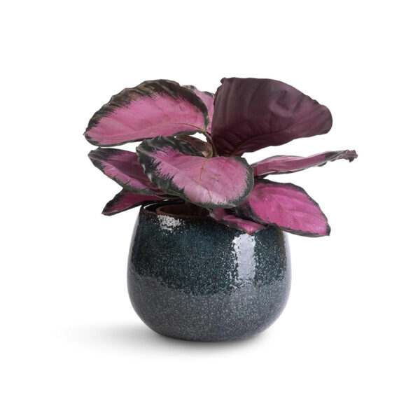 Root Bridges Calathea ‘Rosey’ Plant