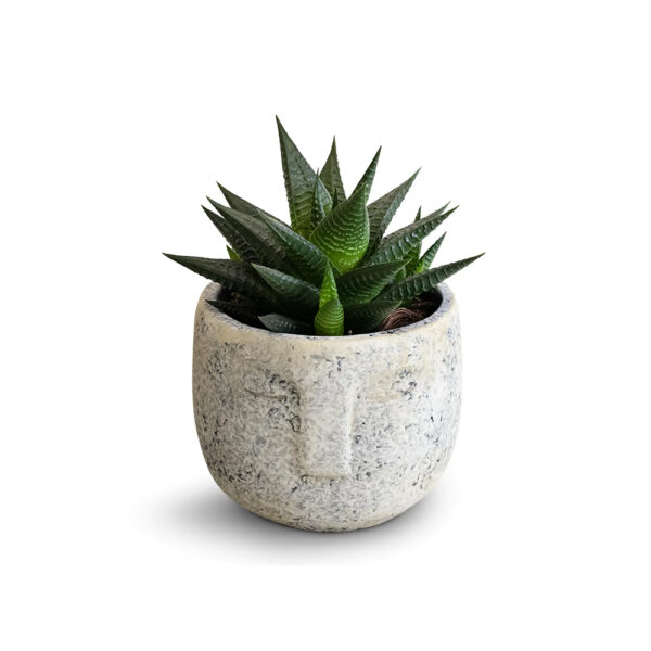 Posh Garden Haworthia Limifolia – Aloe Vera Plant