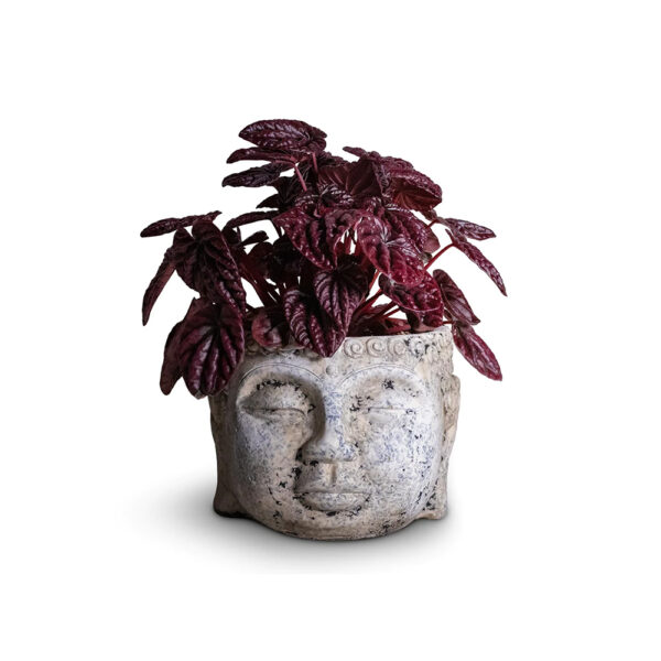 Peperomia Red Luna – Fresh Indoor Plants