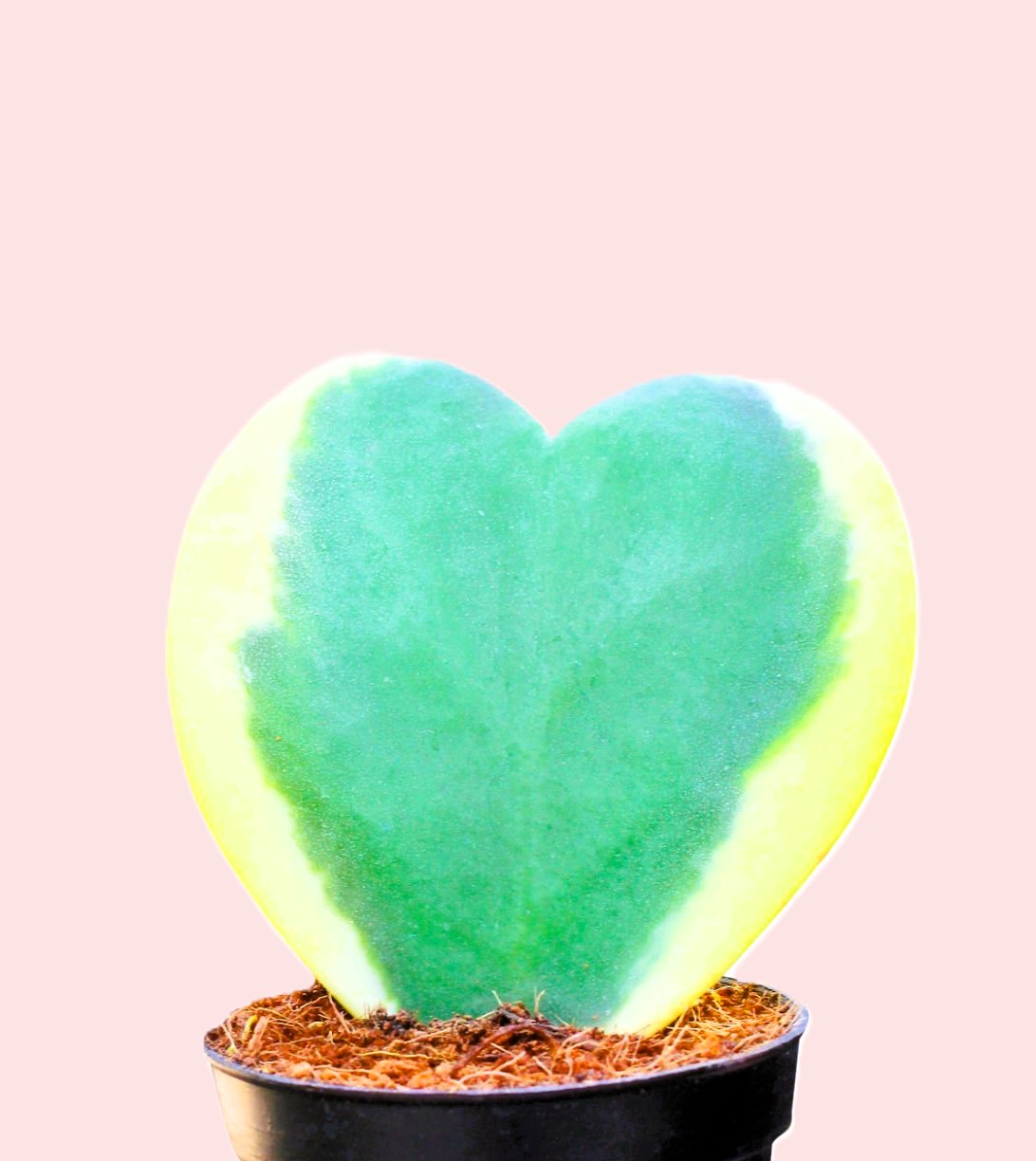 Colorful flowers Hoya kerrii craib or green sweetheart hoya with yellow border in heart shaped patterns isolated on white background with clipping path