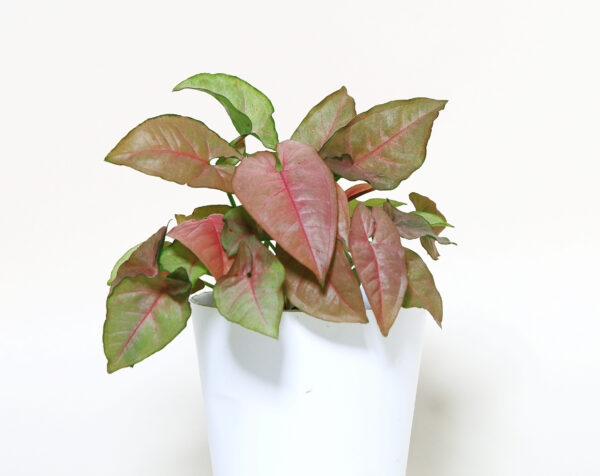 Syngonium Pink Plant