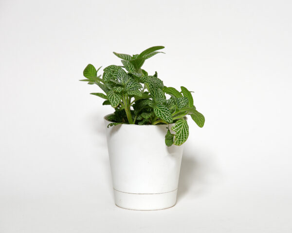 Fittonia Green Plant (Nerve Plant)