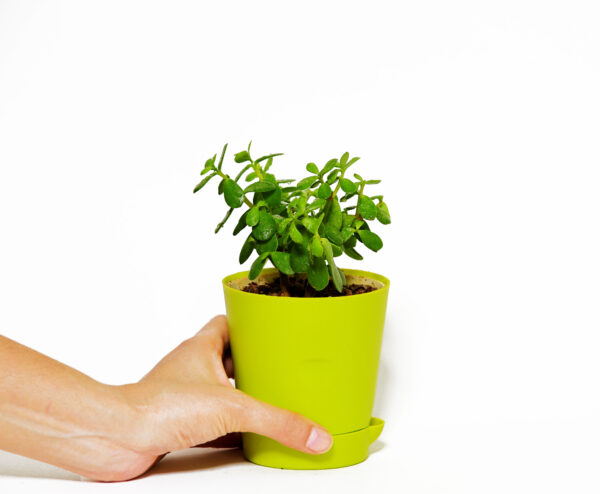 Jade Plant Mini