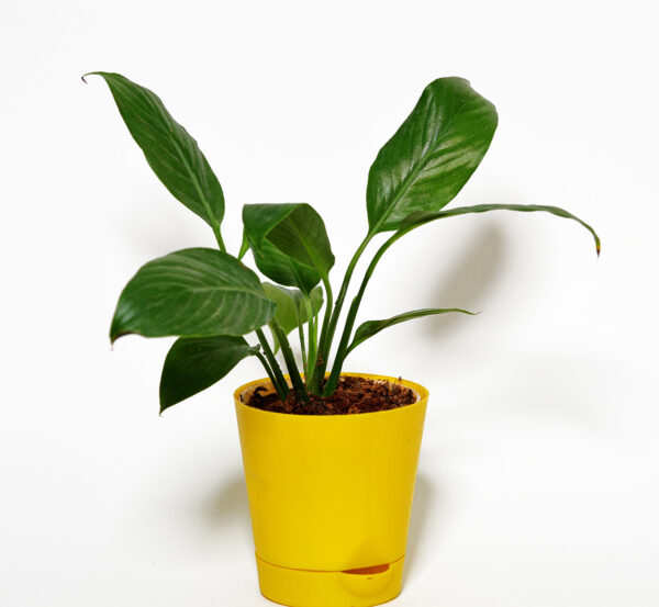 Peace Lily Plant