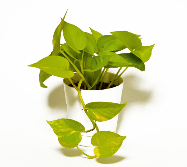 Money Plant Golden