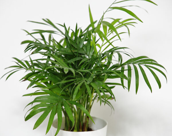 Mini Palm Plant (Chamaedorea Elegans)