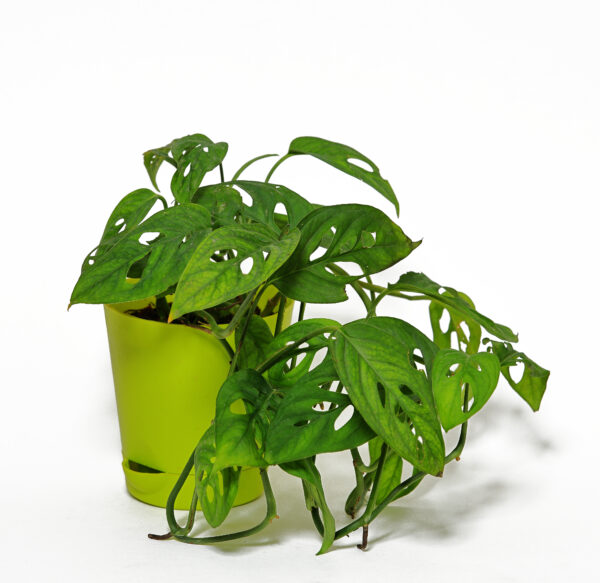 Broken Heart Plant