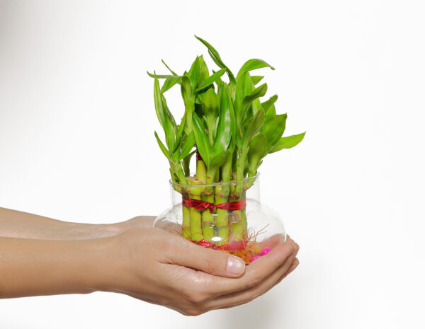 Lucky Bamboo Plant – 2 Layer