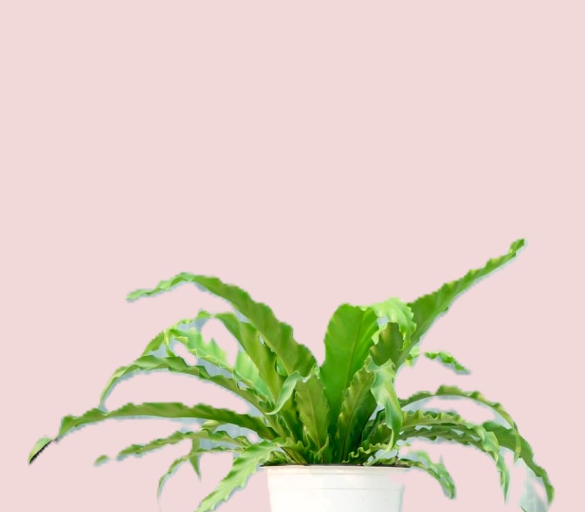 Indoor fern plant in flower pot, home decoration