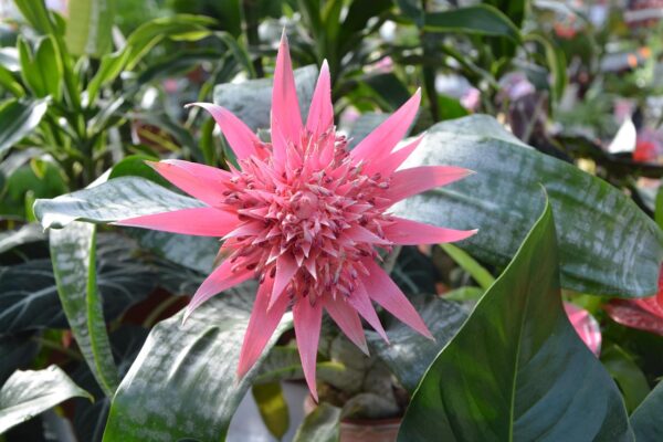 Aechmea Fasciata Plant
