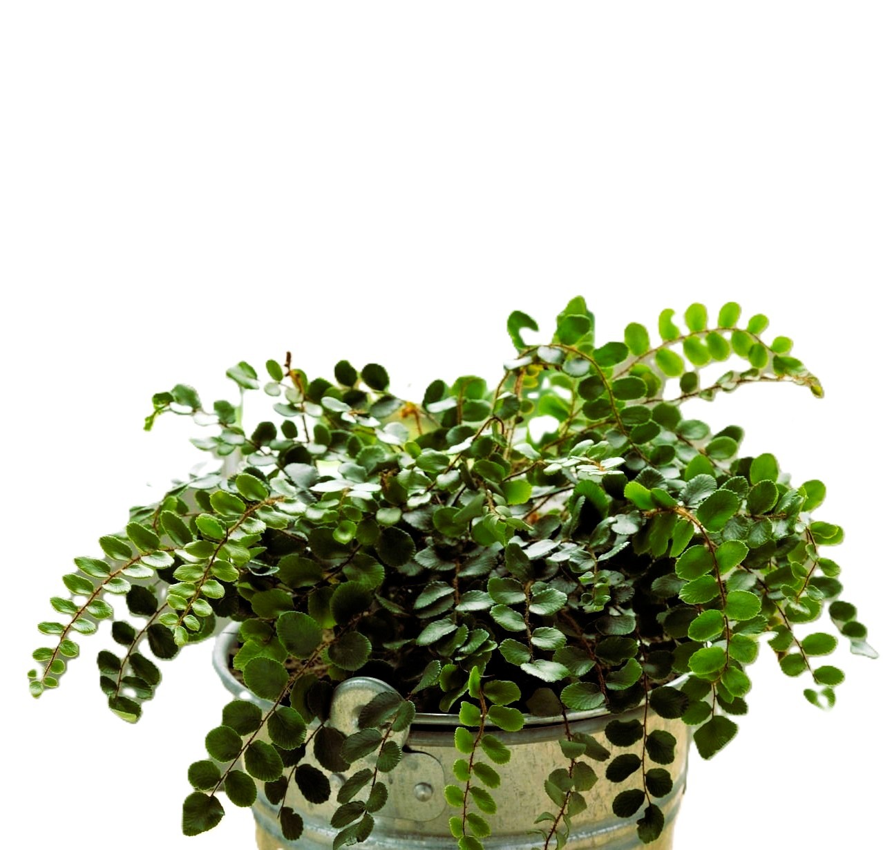 Button fern endemic to New Zealand Pellaea rotundifolia in pot before a window