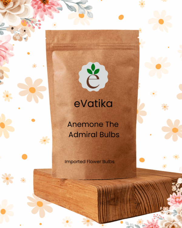 Anemone The Admiral Bulbs