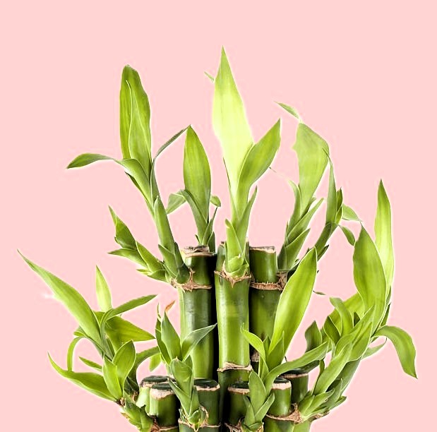 Lucky Wheel Bamboo Plant Lucky Wheel Bamboo Plant