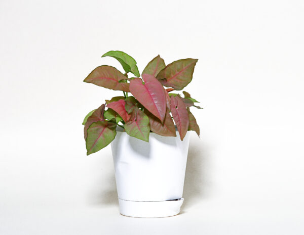 Syngonium Pink Neon