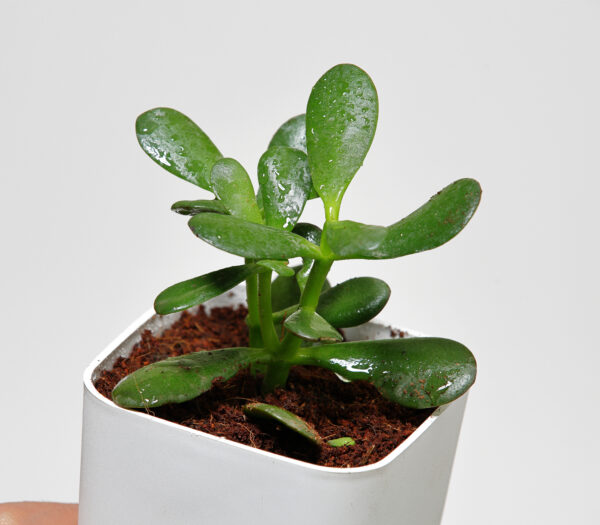 Crassula Ovata Plant
