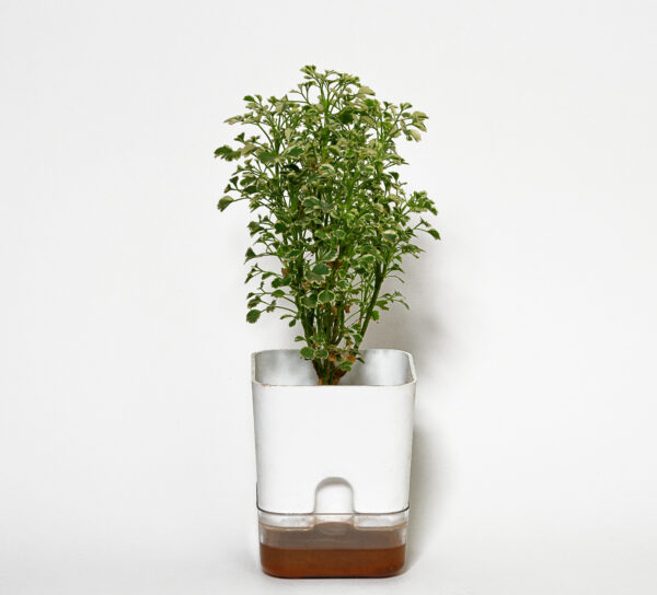 Aralia Variegated White Plant
