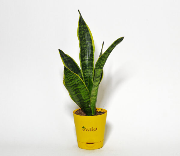 Sansevieria Laurentii Plant