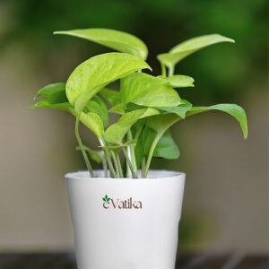Money Plant Green