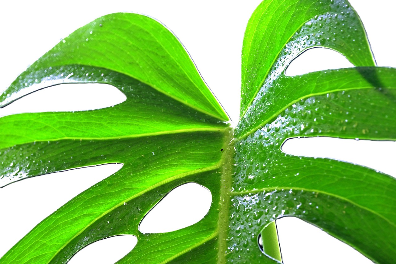 Philodendron Selloum Golden Philodendron Selloum Golden