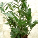 Multiply Your ZZ Plant: Unlocking the Secrets of Indoor Propagation