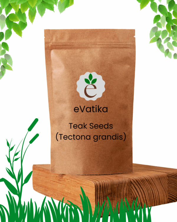 Teak Seeds (Tectona grandis)
