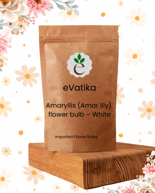 Amaryllis (Amar lily) flower bulb – White