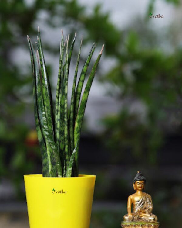 Sansevieria Fernwood