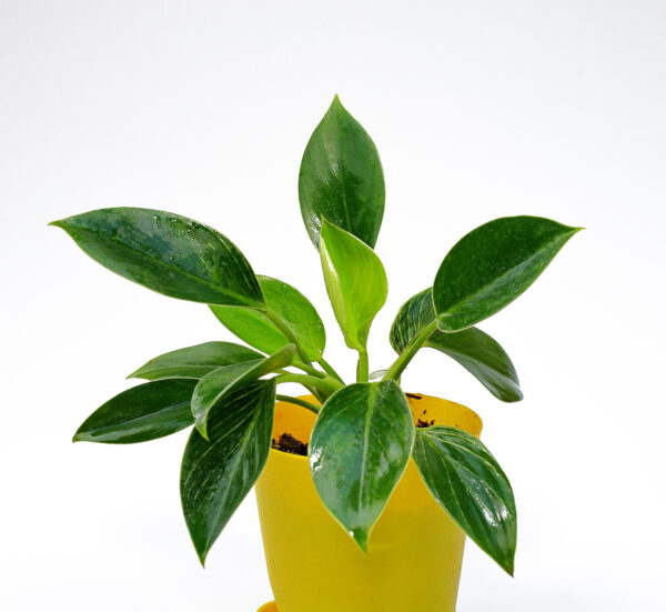 Philodendron Birkin Plant