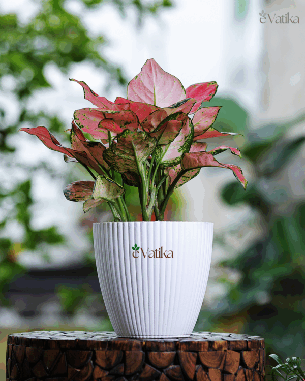 Aglaonema Queen Plant (Aglaonema ‘Queen’ – Ornamental Chinese Evergreen)