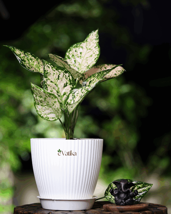 Aglaonema Snow White Plant
