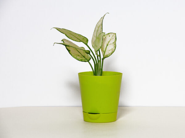 Aglaonema Super White Plant
