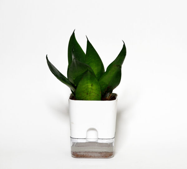 Black Dragon Snake Plant (Sansevieria)