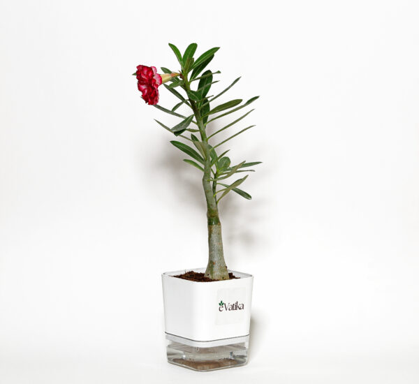 Adenium Red Plant