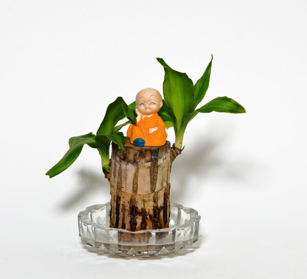 Brazilian Wood Plant (Lucky brazil wood plant)