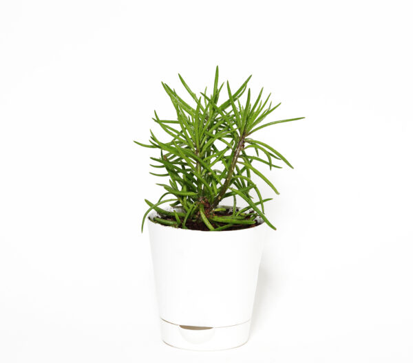 Rosemary (Herb) Plant