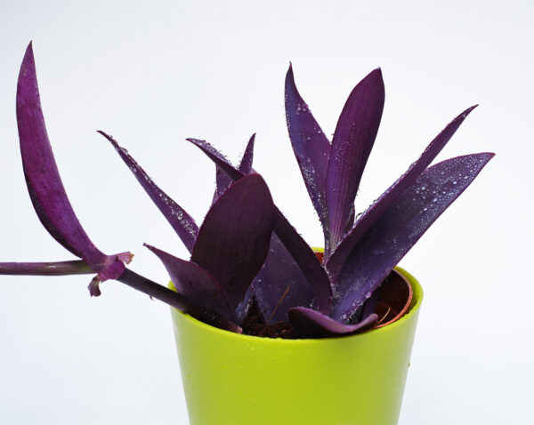 Purple Heart Plant (Tradescantia Pallida Queen )
