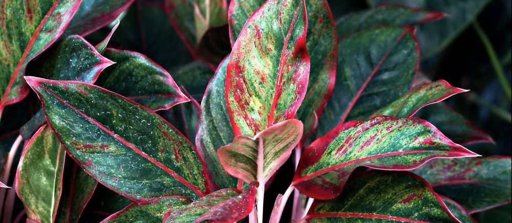 Aglaonema Pink Beauty