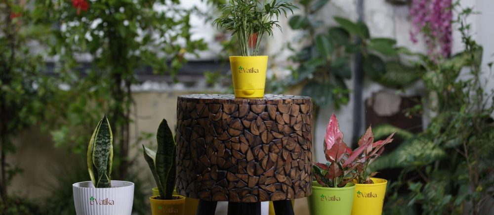 Allplantes